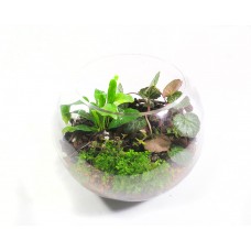 Terrarium Life